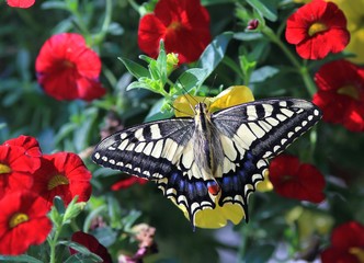 Papilio machaon butterfly on bright colors