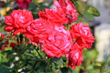 Red roses in the garden