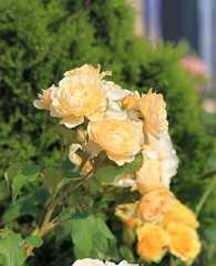 Cream roses in the garden