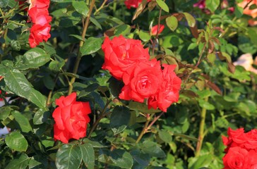 Red roses in the garden