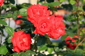 Red roses in the garden