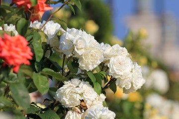 White roses in the garden