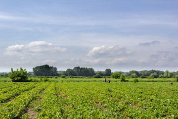 Fototapeta na wymiar harvesting strawberries in the field