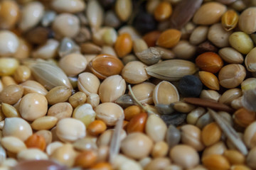 Seeds of millet