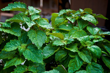 Eye level view of wet, lush, green Pogostemon cablin patchouli plant after morning rain with water drops, used for essential oil, aromatherapy and incense.