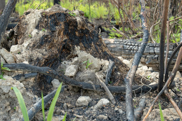 The consequences of a fire in the forest. Remains of burnt trees and bushes. Fire in the park.
