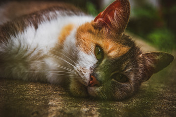 Cat laying on its side on the ground in the garden and staring
