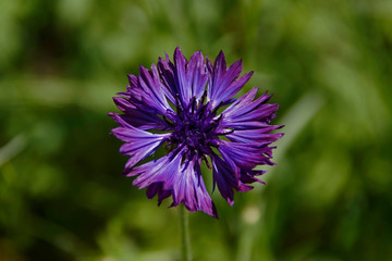 Obraz premium Kornblume mit Blütenkorb in lila