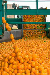 Technological process at the orange cannery. Mass of ripe citrus fruits oranges