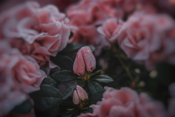 delicate spring blooming colorful rhododendron in close-up in the garden