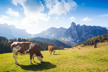 Fototapeta na wymiar Italian cow relax in an alpine meadow in Dolomiti