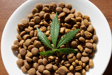 Treats for dogs and cats in white dishes with a green leaf of hemp close up - CBD and medical marijuana for pets. Recreational Marijuana and Hemp