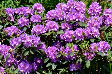 Lila Rhododendron