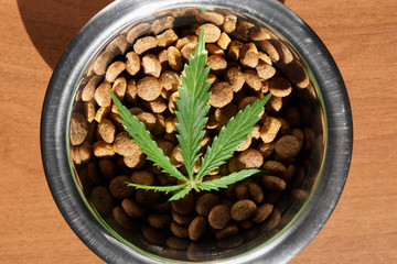 Food treat for dogs and cats in metal utensils with a green leaf of hemp close up - CBD and medical marijuana for pets