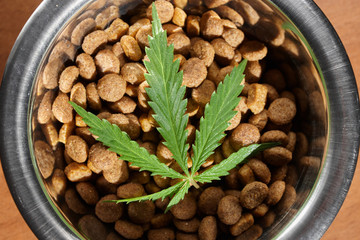 Food treat for dogs and cats in metal utensils with a green leaf of hemp close up - CBD and medical marijuana for pets