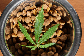 Food delicacy for dogs and cats in dishes with a green leaf of hemp close-up - CBD and medical marijuana for pets