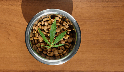 Food delicacy for dogs and cats in dishes with a green leaf of hemp close-up - CBD and medical marijuana for pets