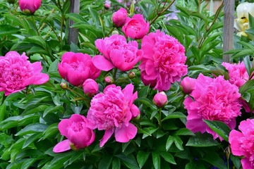 Hellrote Pfingstrosen