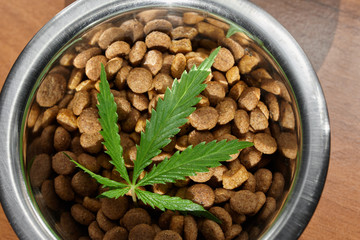 Food delicacy for dogs and cats in dishes with a green leaf of hemp close-up - CBD and medical marijuana for pets