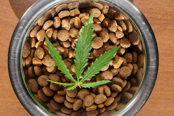 Food delicacy for dogs and cats in dishes with a green leaf of hemp close-up - CBD and medical marijuana for pets