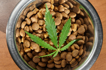 Food treat for dogs and cats in metal utensils with a green leaf of hemp close up - CBD and medical marijuana for pets