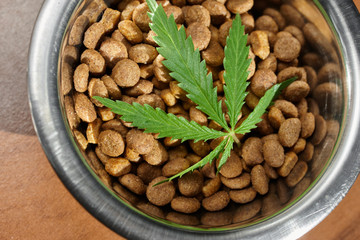 Food treat for dogs and cats in metal utensils with a green leaf of hemp close up - CBD and medical marijuana for pets
