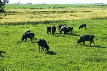 Cow herd eating grass on countryside landscape in sunny day