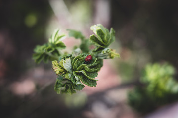 a spring shrub with green leaves and a red ladybug in the warmth of the afternoon sun