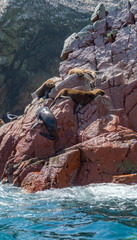 Rocky seals