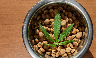 Food treat for dogs and cats in metal utensils with a green leaf of hemp close up - CBD and medical marijuana for pets