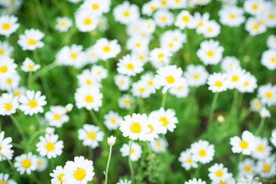 Daisies. Small daisies on a green meadow. Flowers. Selective focus