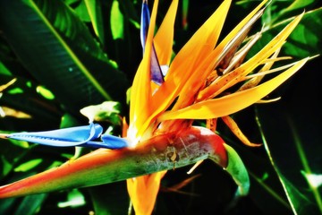 bird of paradise