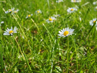 Wild daisies chamomile growing in a green meadow on sunny day