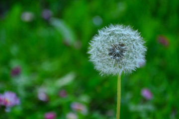 White dandelion in the field with blurred background.Copy space