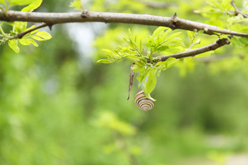 Beautiful spring image of cute snail on a tree branch