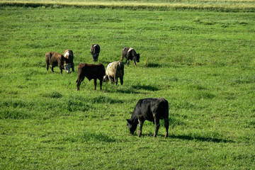 Naklejka na ściany i meble Cow herd eating grass on countryside landscape in sunny day