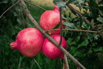 Red pomegranate is the fruit of the tree called pomegranate