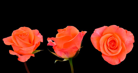 Close-up variation image of orange rose isolated on black background