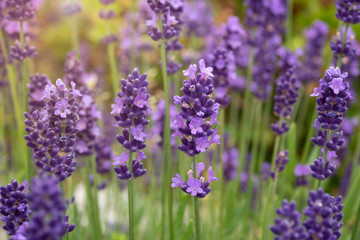 Lavender flowers in full bloom