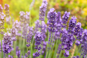 Naklejka premium Lavender flowers in full bloom