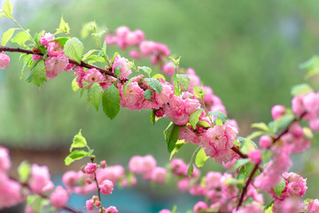 Pink flower sakura bloom in spring season, closeup