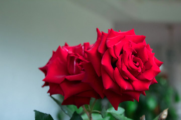 The red rose is a beautiful flower that looks anywhere, either in floral arrangement or from a rosebush