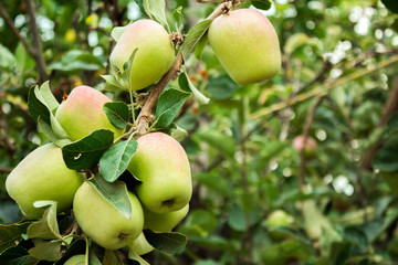 Apples in the process of maturation for human consumption