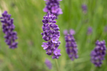 Lavender flowers in full bloom