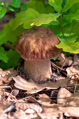 Mushroom Boletus edulis in the forest, closeup.
