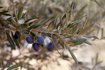Plakat Branch of wild olive-tree with purple olive fruit