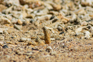 Coral sticking out on golden beach sand