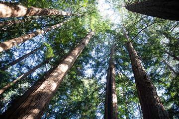 Fototapeta premium foret séquoia