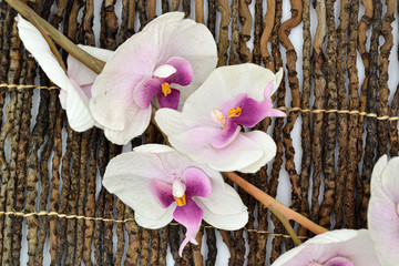 Orchidee in Rosa/Weiß auf Holzstäben / Weißer Hintergrund