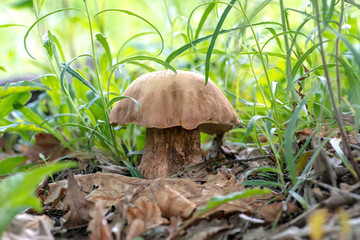 Mushroom Boletus edulis in the forest, closeup.